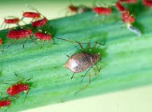 Aphids