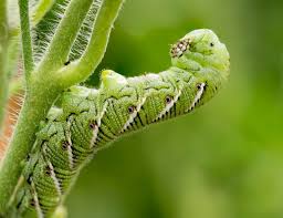 Caterpillars insects