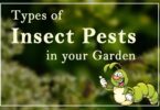 Garden Pests