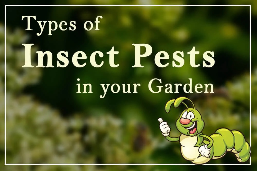 Garden Pests