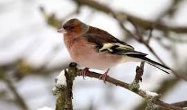 birds
