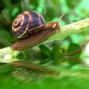 Slugs and Snails