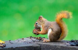 Squirrels